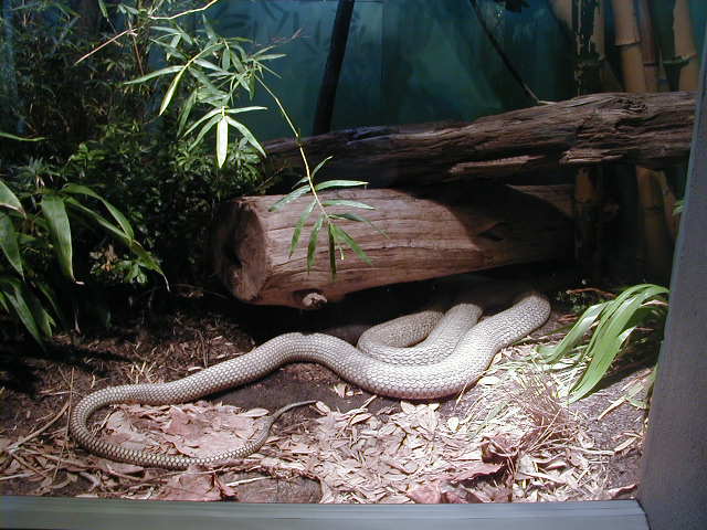 King Cobra 01 Riverbanks 011125.JPG [62 Kb]